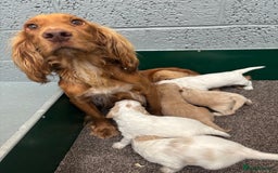 Cockapoo dogs for sale: F1 Cockapoo puppies. Health tested parents. - Image 17