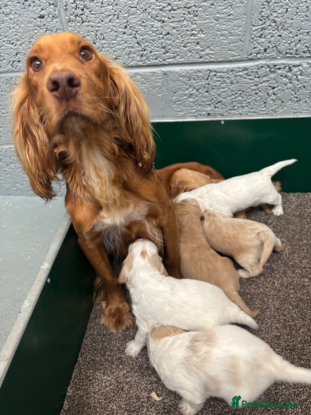 Cockapoo dogs for sale: F1 Cockapoo puppies. Health tested parents. - Image 17
