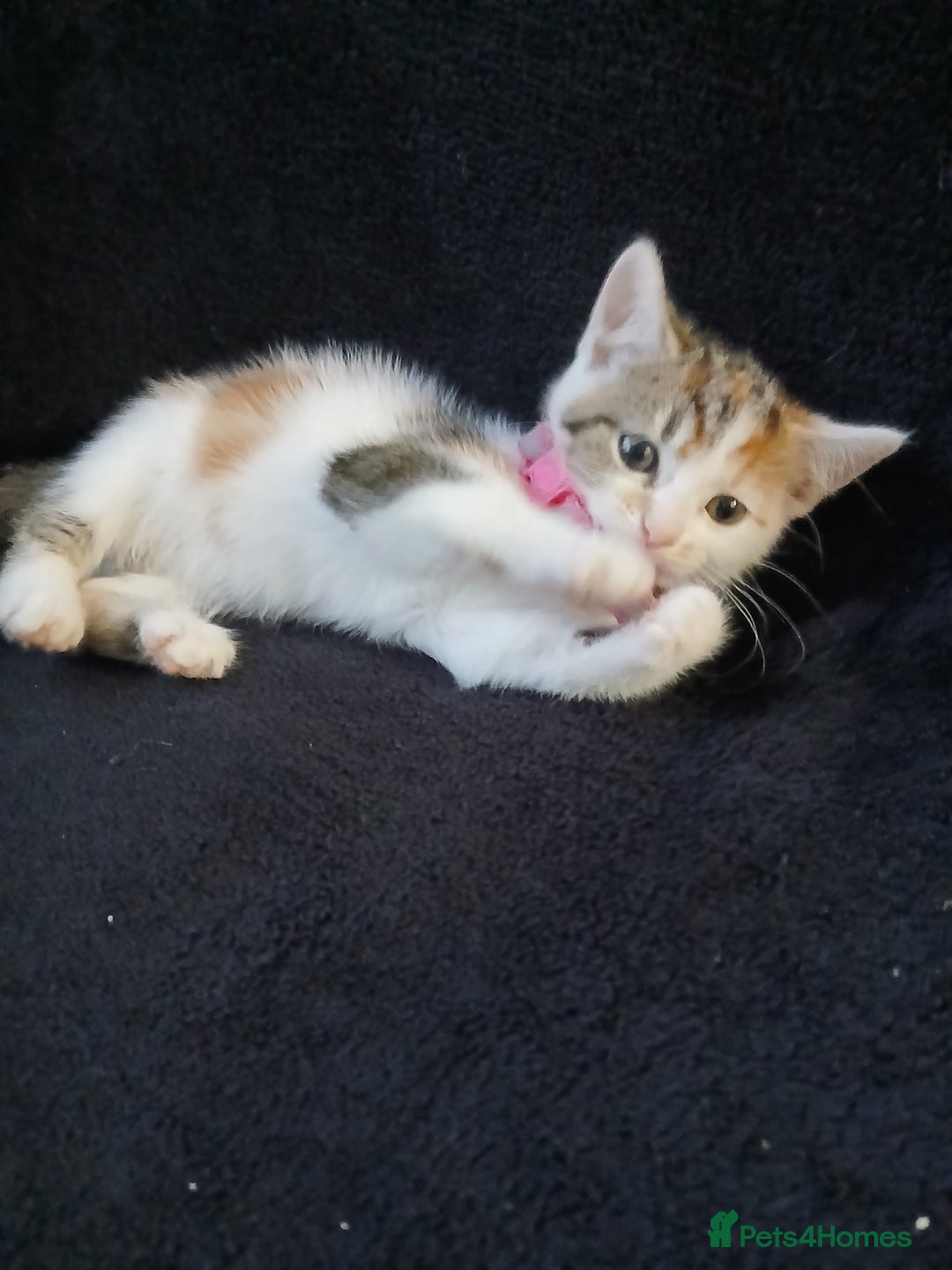 Mixed Breed cats for sale: Gorgeous mixed kittens - Advert 4