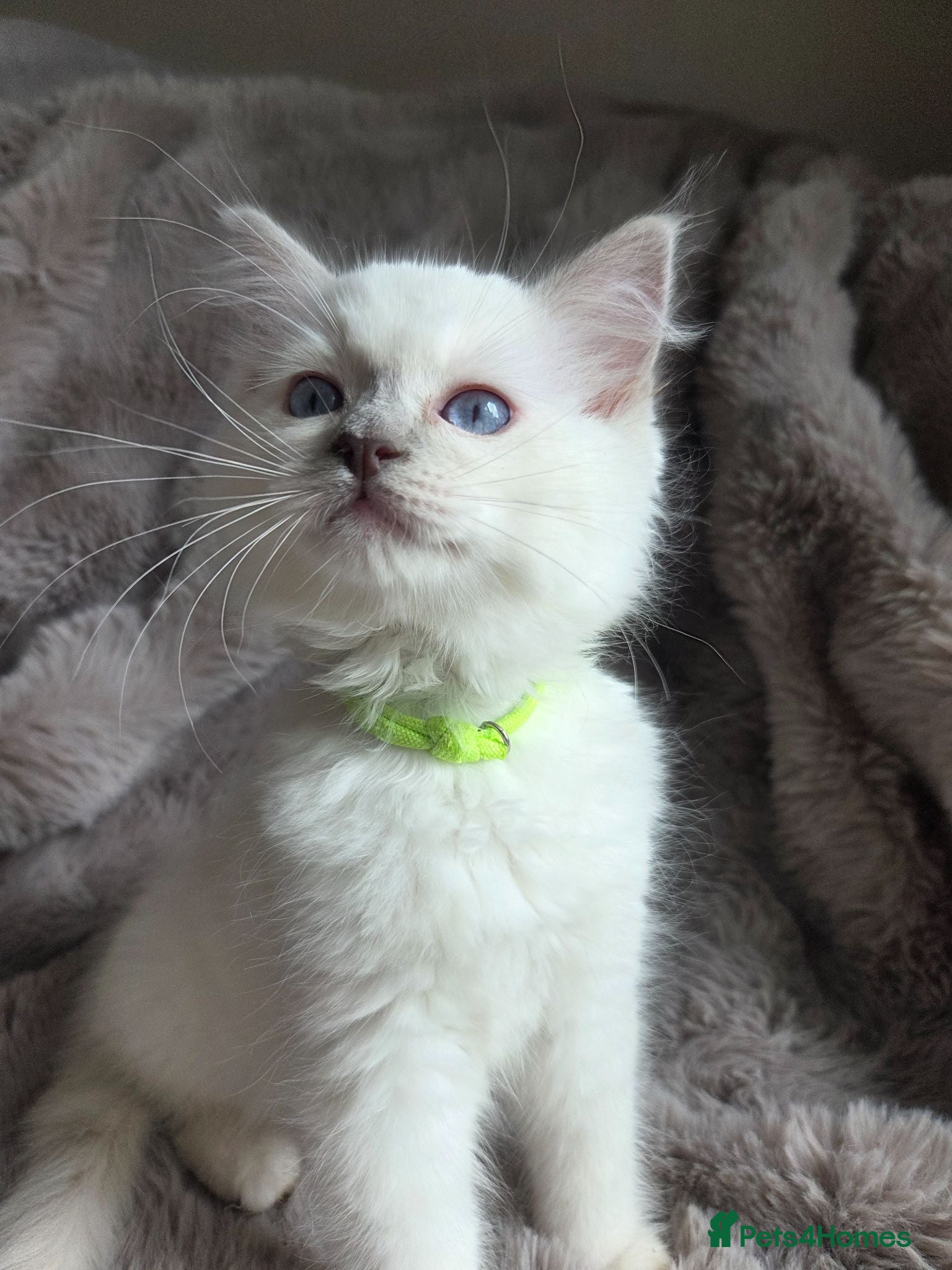 Ragdoll cats 🏆GCCF REG. EXTENSIVELY TESTED RAGDOLL KITTENS 🌟 - Advert 2