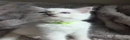 Ragdoll cats for sale: 🏆GCCF REG. EXTENSIVELY TESTED RAGDOLL KITTENS 🌟 - Advert 2
