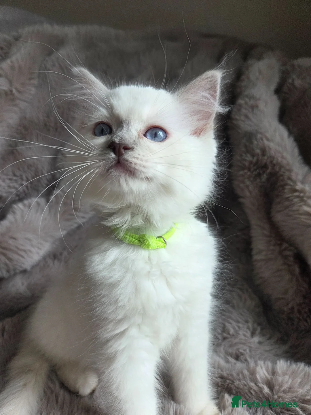 Ragdoll cats for sale: 🏆GCCF REG. EXTENSIVELY TESTED RAGDOLL KITTENS 🌟 - Advert 2