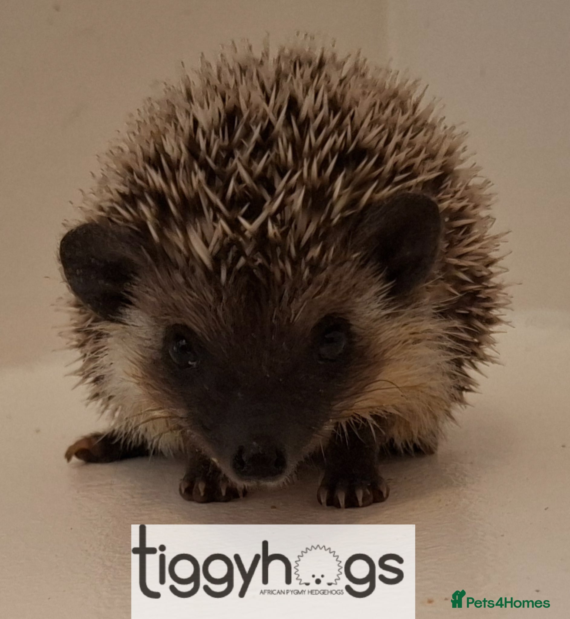 Pygmy Hedgehog rodents  1 handsome boy available to reserve  - Advert 1