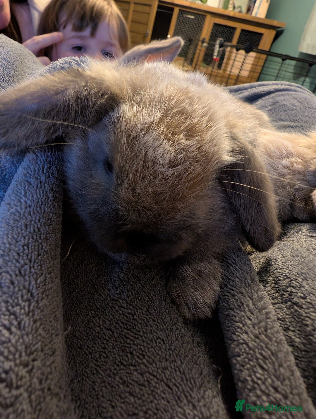Mini Lop rabbits for sale: Five female Mini lops for sale - Advert 8
