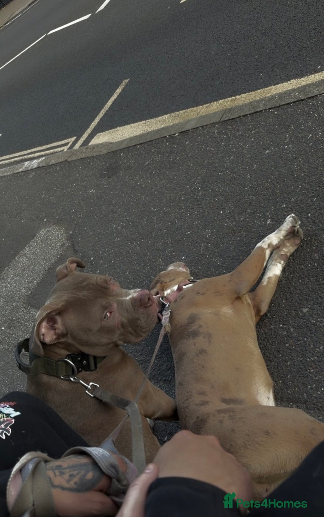 Mixed Breed dogs for sale: 2 puppies for sale  - Image 1