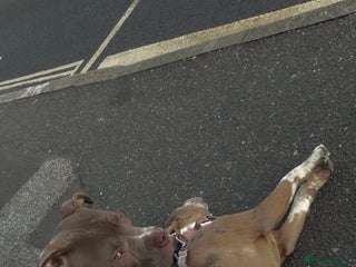 Mixed Breed dogs - Advert 22