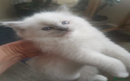 Ragdoll cats for sale: Beautiful Ragdoll Kittens - Image 19