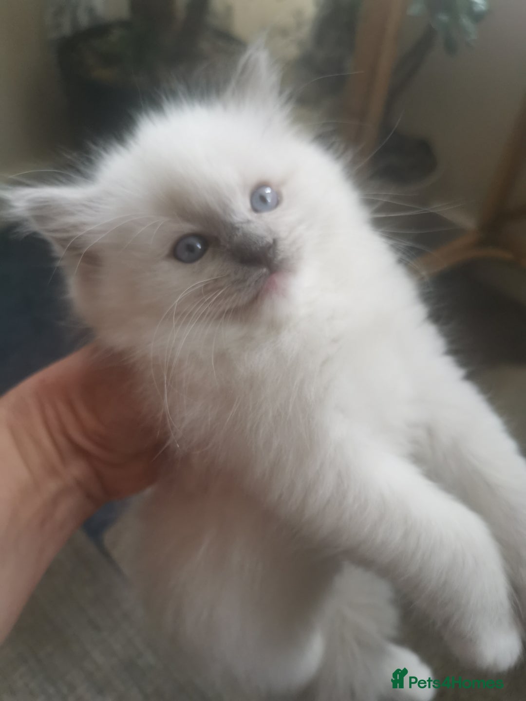 Ragdoll cats for sale: Beautiful Ragdoll Kittens - Image 19