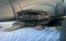 German Shepherd dogs for sale: KC REG GSD PUPPIES FULLY SCORED AND TESTED PARENTS - Image 11