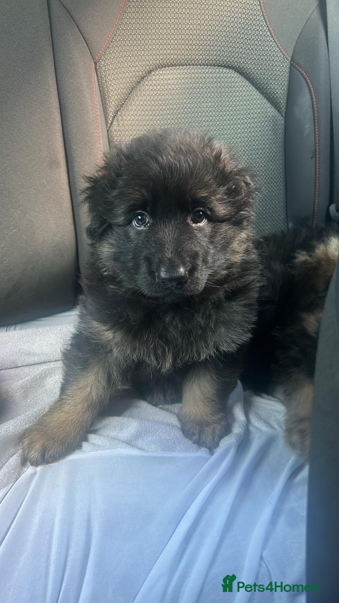German Shepherd dogs for sale: KC REG GSD PUPPIES FULLY SCORED AND TESTED PARENTS - Image 11