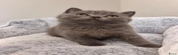 Scottish Fold cats for sale: Scottish Fold Toys - Advert 9