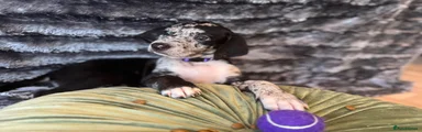 Purple Collar- Blue merle girl tricolour