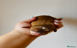 Cocker Spaniel dogs for sale: 🐶💕Newborn baby cockers💕🐶 - Image 13