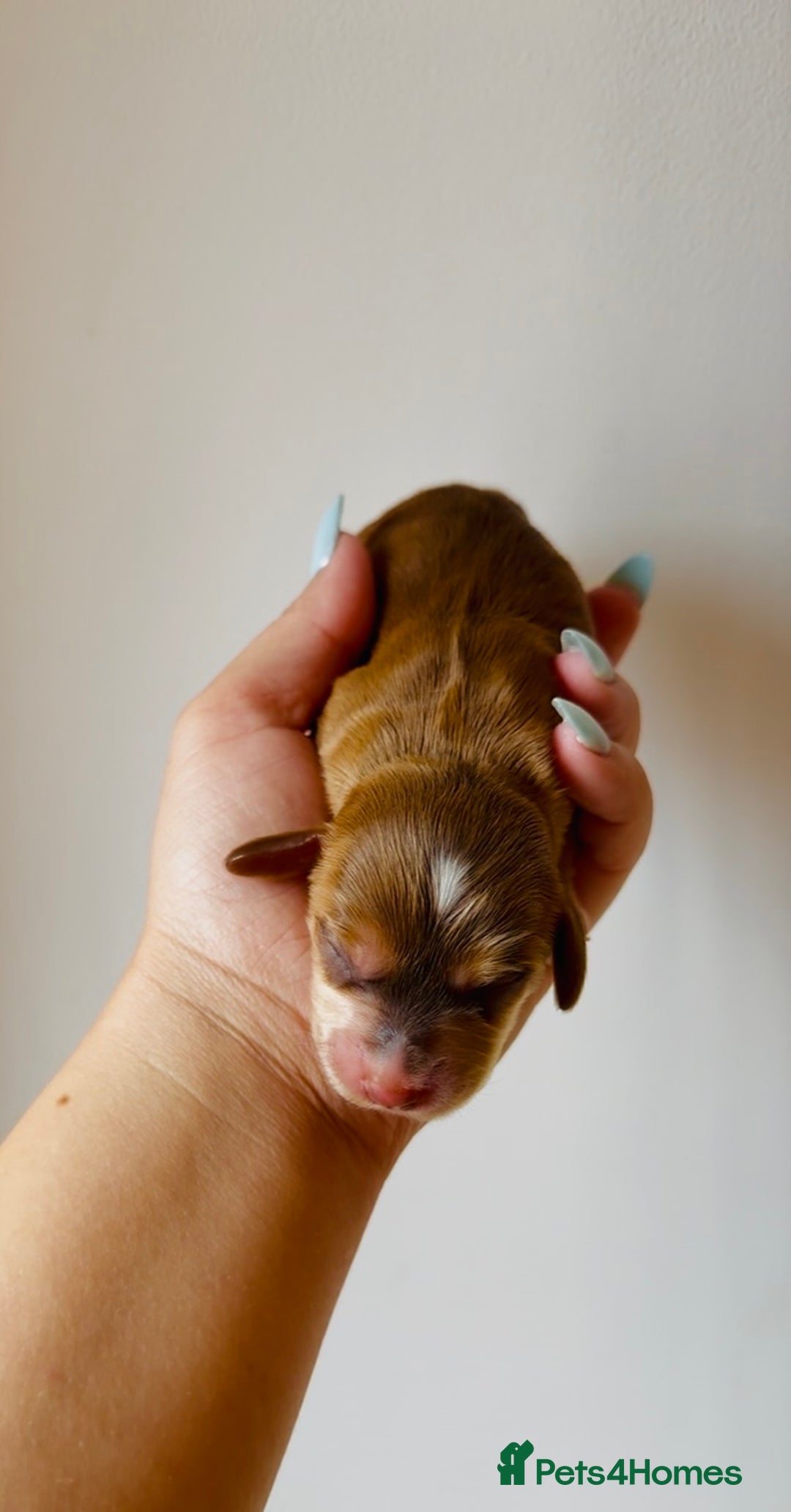 Cocker Spaniel dogs for sale: 🐶💕Newborn baby cockers💕🐶 - Image 13