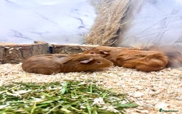 Guinea Pig rodents for sale: Multiple baby guinea pigs 💗 - Image 11