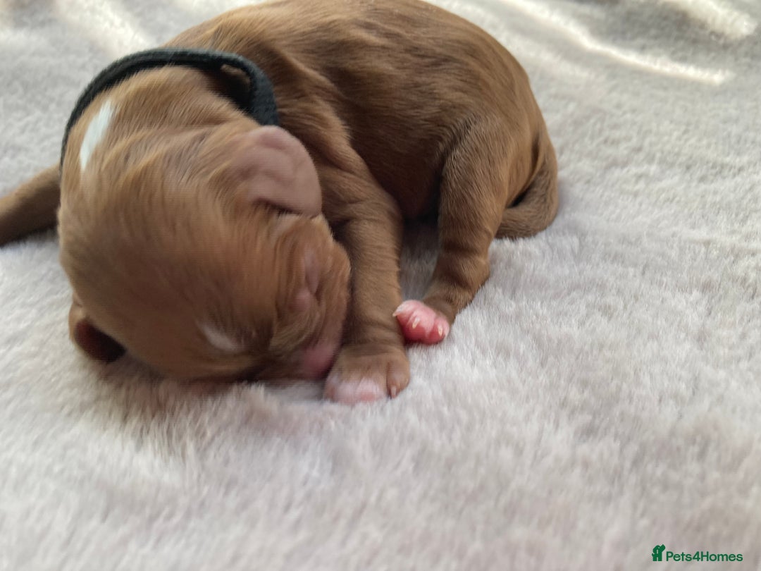Mixed Breed dogs for sale: Cockapoo/Cavapoo Mix Puppies Available 10 Nov 25 - Image 33