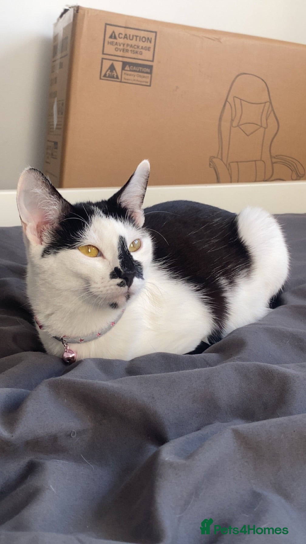 Mixed Breed cats 4 kittens looking for a new home ❤️ - Advert 2