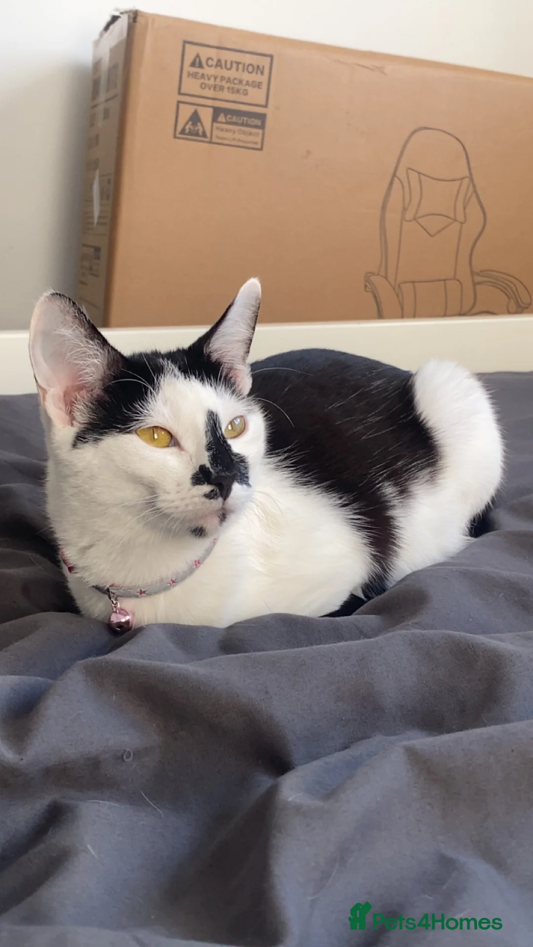 Mixed Breed cats for sale: 4 kittens looking for a new home ❤️ in Wellingborough - Advert 1
