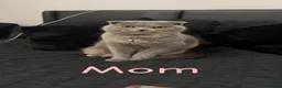 British Shorthair cats for sale: 4 beautiful British shorthair/Scottishfold kittens in Birmingham - Advert 25