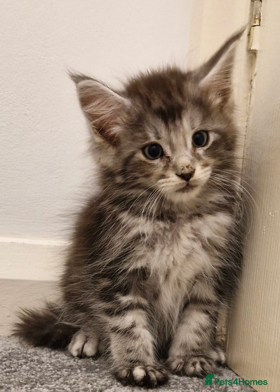 Maine Coon cats for sale: !!!BEAUTIFUL BIG BABIES AVAILABLE!!!  - Image 4