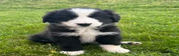 Bernese Mountain Dog dogs for sale: Beautiful Bordernese Puppies - Advert 12
