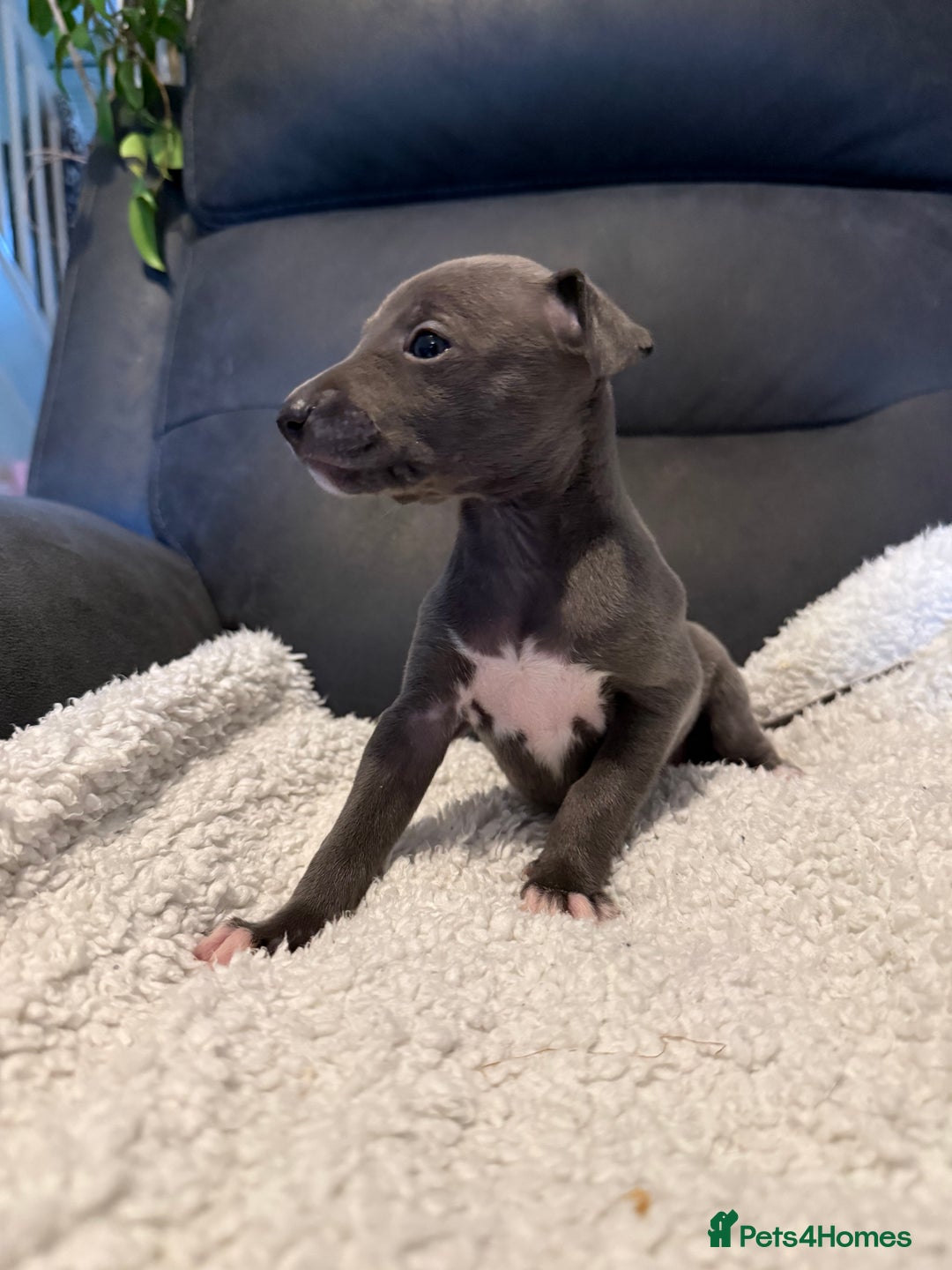 Mixed Breed dogs for sale: Italian Greyhound x Whippet - “Wiggies”  - Advert 2