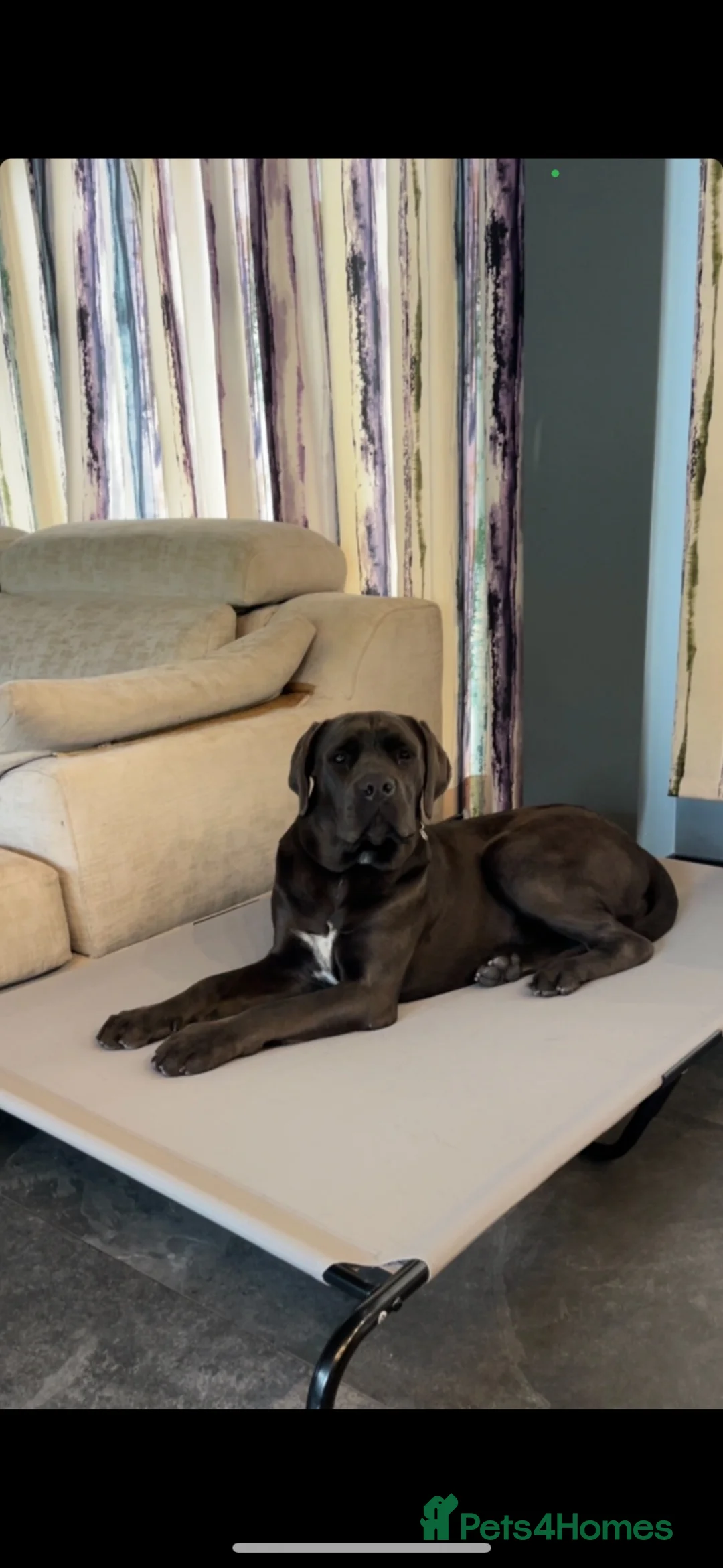 Cane Corso dogs for sale: Cane  Corso 15 month old female for sale  - Advert 2