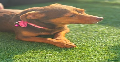 Jack Russell dogs in Somerton - Advert 1