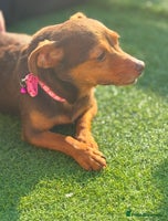 Jack Russell dogs in Somerton - Advert 1