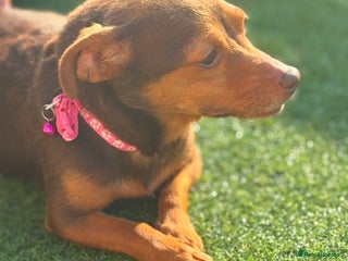 Jack Russell dogs in Somerton - Advert 21