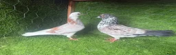 Pigeons birds for sale: Vaccinated Pakistani Pigeons – 20 Pairs - Advert 13