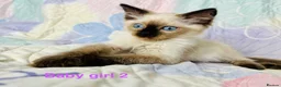 Ragdoll cats for sale: Socialised Baby Ragdoll Kittens ready now  - Advert 8