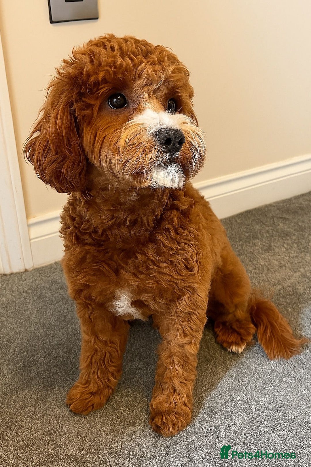 Cavapoo dogs for sale: Cavapoo F1b fully health tested  - Image 13