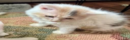 Munchkin cats for sale: Munchkin girls - Advert 2