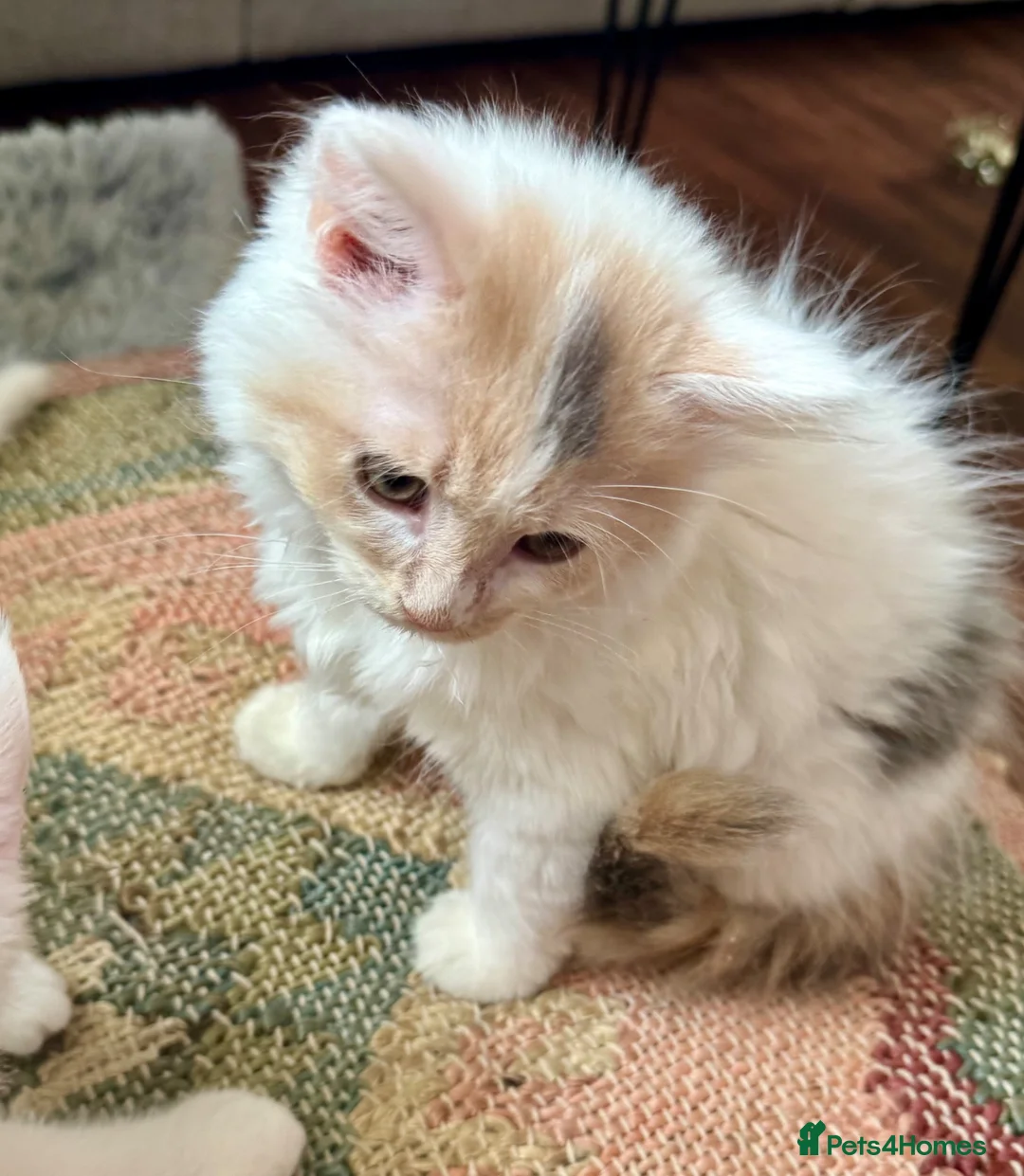 Munchkin cats for sale: Munchkin girls - Advert 2