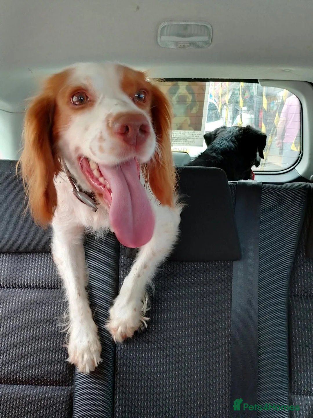Cocker Spaniel dogs for sale: Join Willow's waiting list. working cocker spaniel - Advert 2