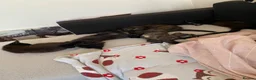 British Longhair cats for sale: Beautiful kittens in need forever homes❤️ - Advert 16