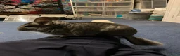 Chinchilla rodents for sale: Two 3yo sister chinchillas for sale in London - Advert 6