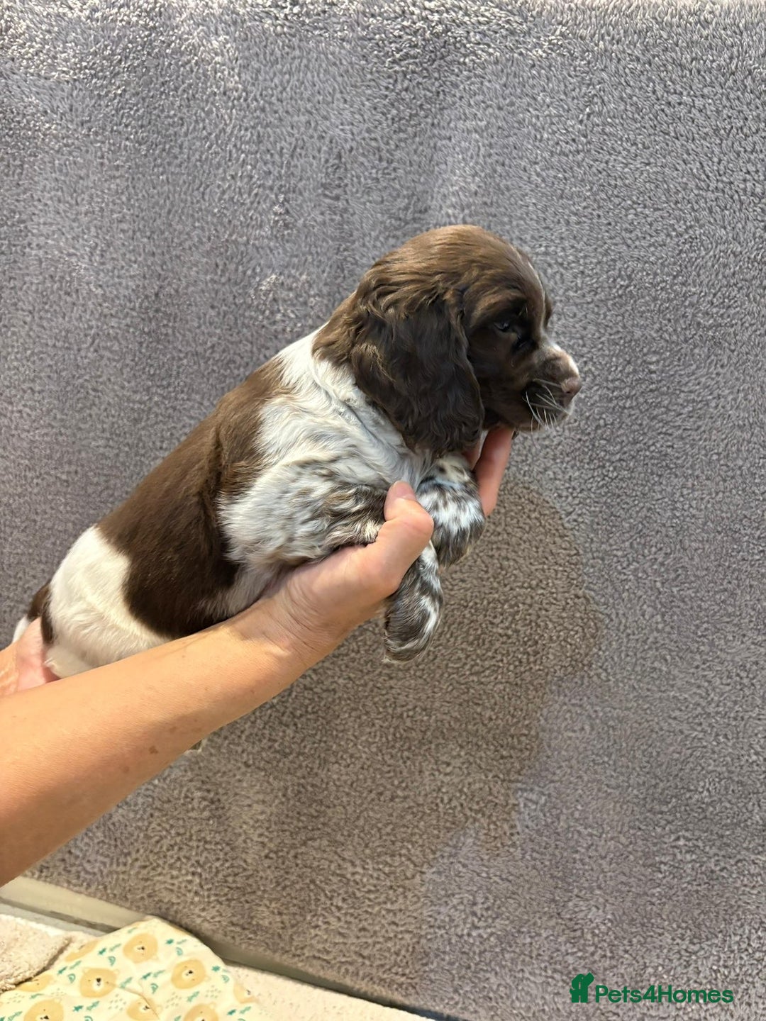 Cocker Spaniel dogs for sale: Pedigree show kc parents DNA health tested    - Advert 3