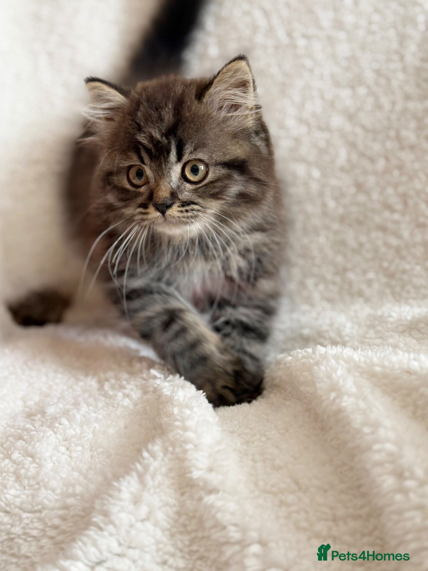 Mixed Breed cats Scottish fold  - Advert 18