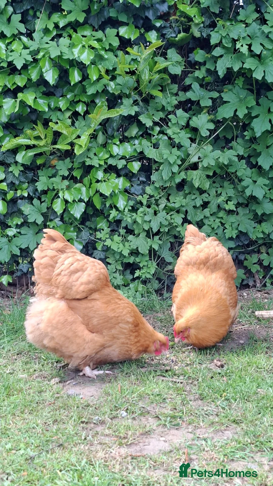 Chickens poultry for sale: Pure Breed Buff Orpingtons  in Norwich - Advert 2