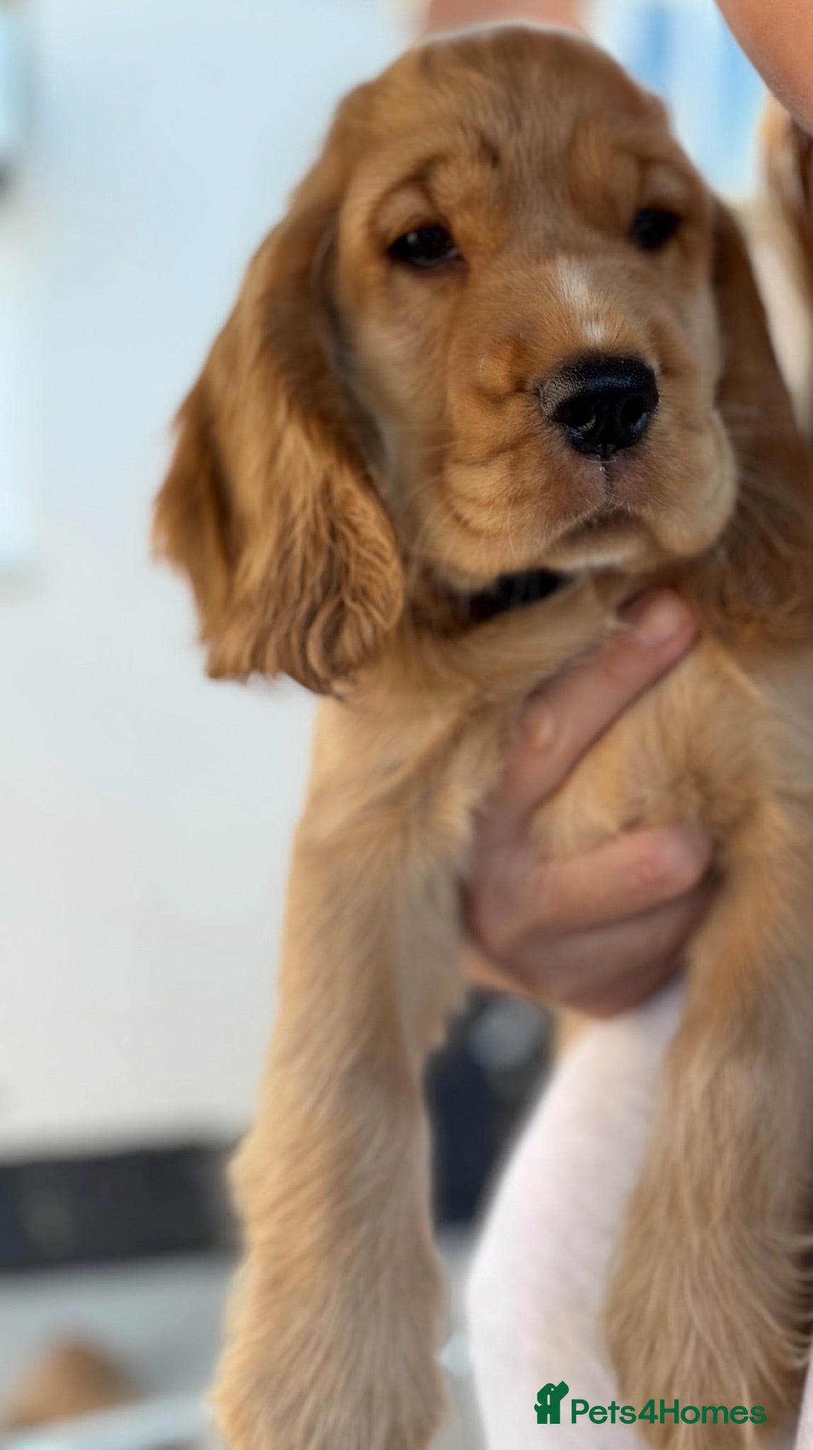 Cocker Spaniel dogs 🌟🌟🌟Beautiful English Gold Show Cocker Spaniel  - Advert 2