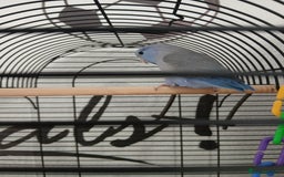 Parrots birds for sale: Parrotlet  - Image 3