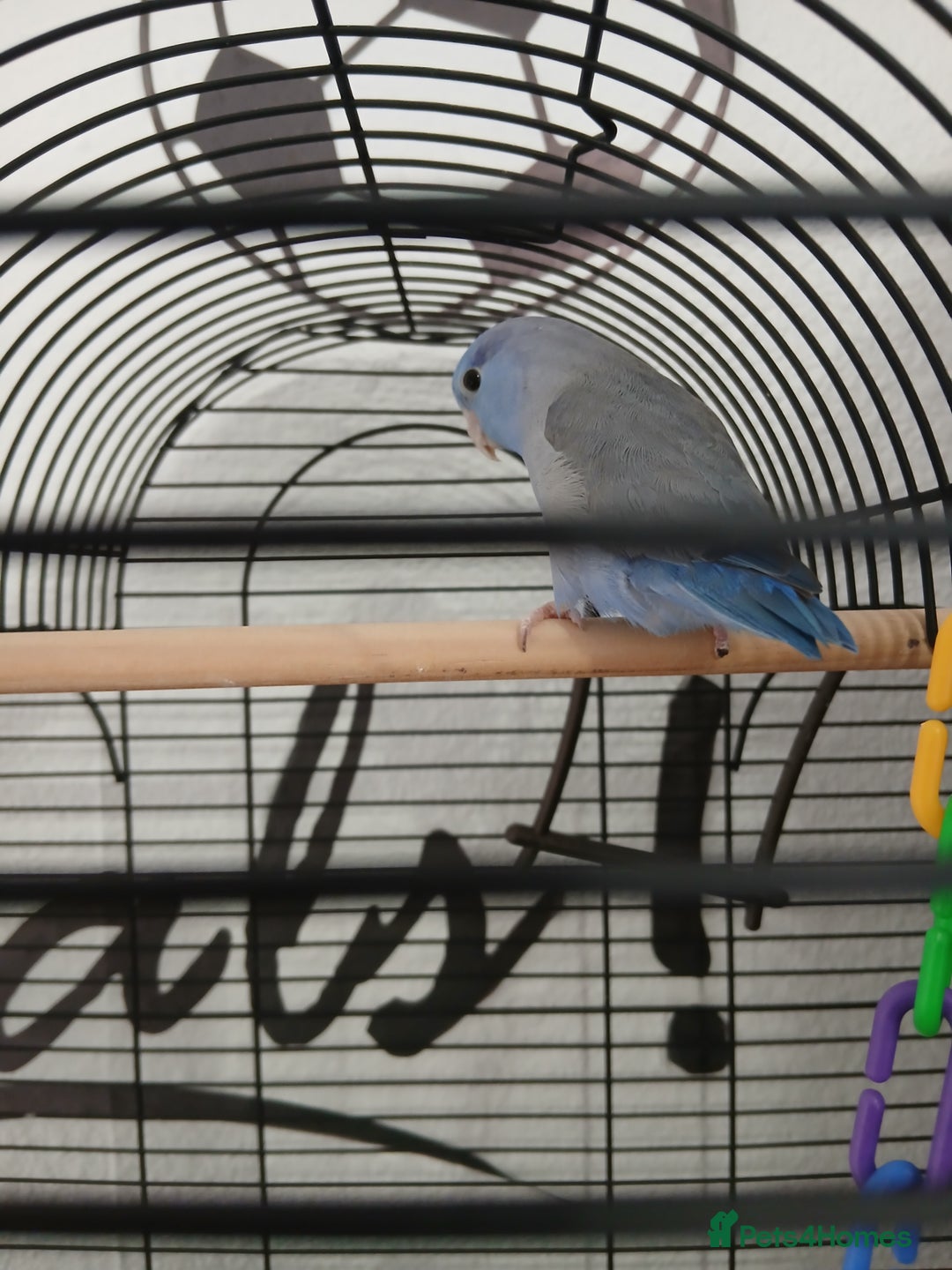 Parrots birds for sale: Parrotlet  - Image 3