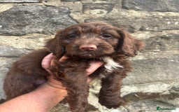 Cockapoo dogs for sale: BEAUTIFULL F1 COCKAPOOS - Image 9