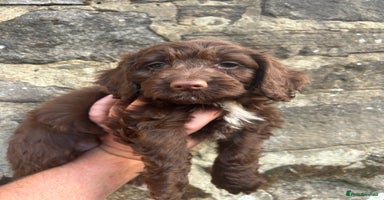 Cockapoo dogs - Advert 4