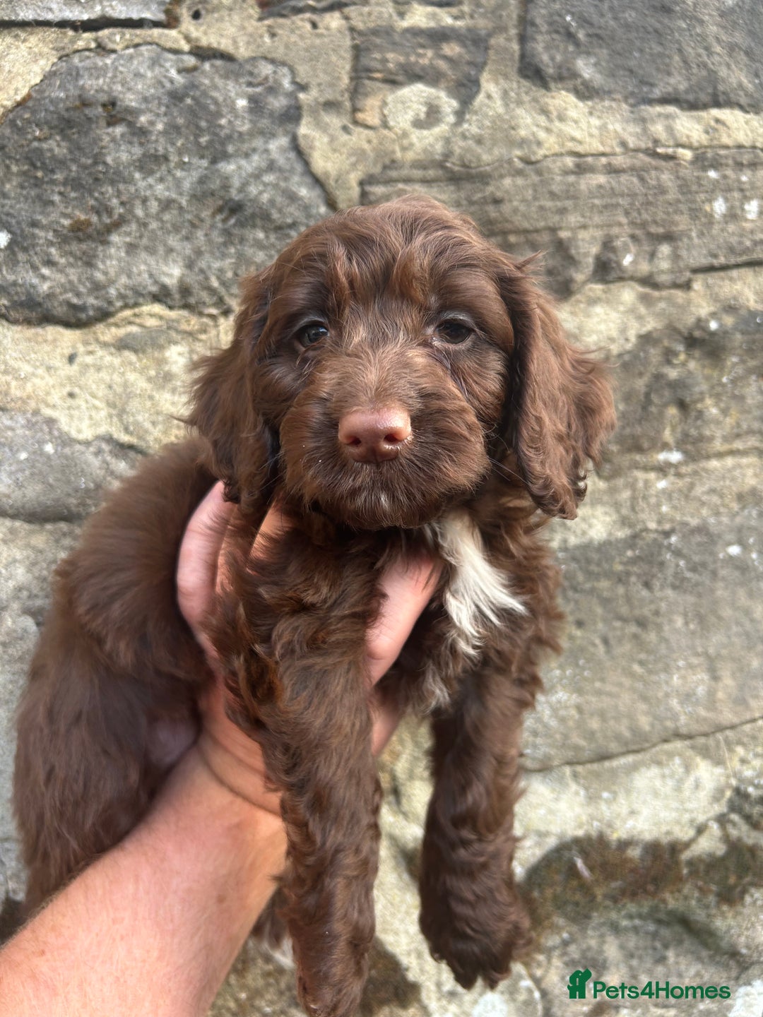 Cockapoo dogs for sale: BEAUTIFULL F1 COCKAPOOS - Image 9