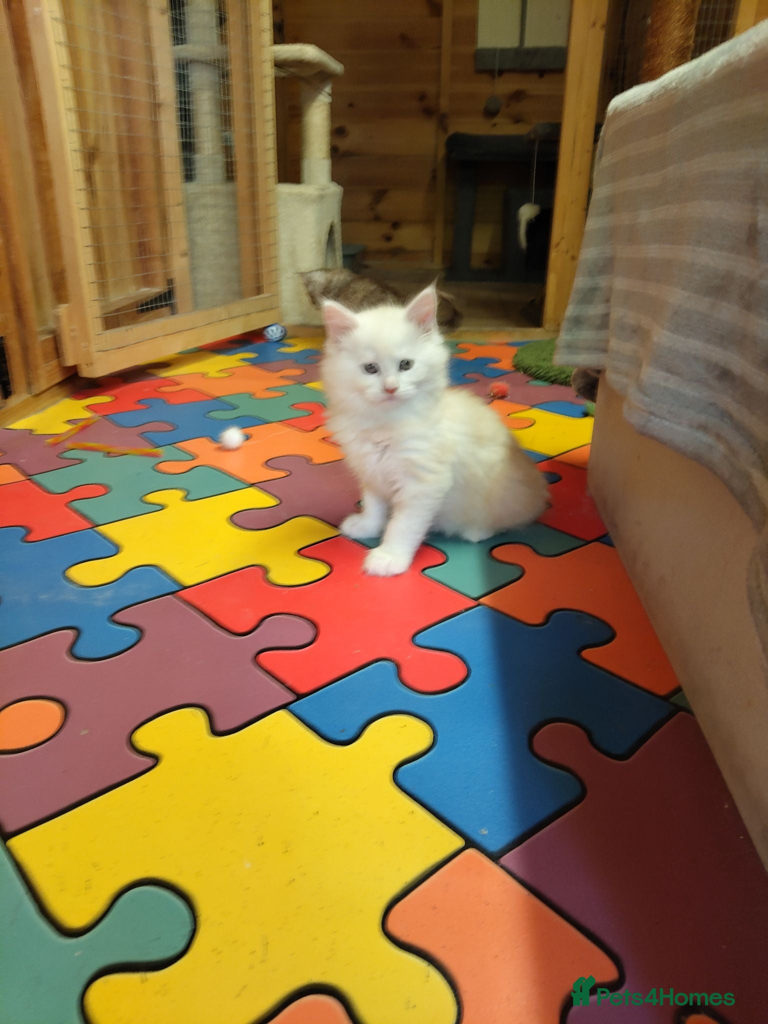Maine Coon cats Maine coon kittens  - Advert 2