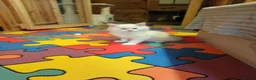 Maine Coon cats for sale: Maine coon kittens  - Advert 2
