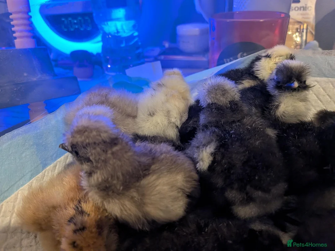 Chickens poultry for sale: Unsexed Silkie chicks mixed colours  - Advert 27